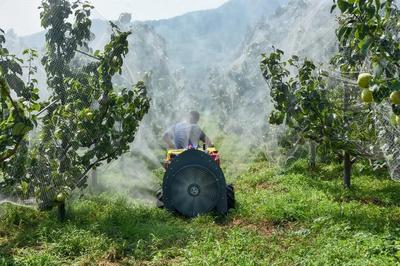 陳區鎮精心打造“一鎮一業”推進黃梨產業提檔升級，助力養生保健食品發展